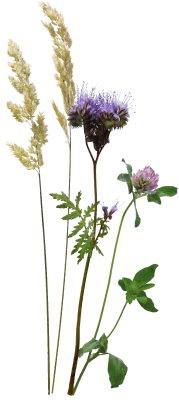 Feldblumen