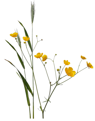 Butterblume