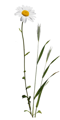 Margherite