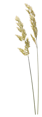 gRAS