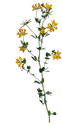 Feldblumen